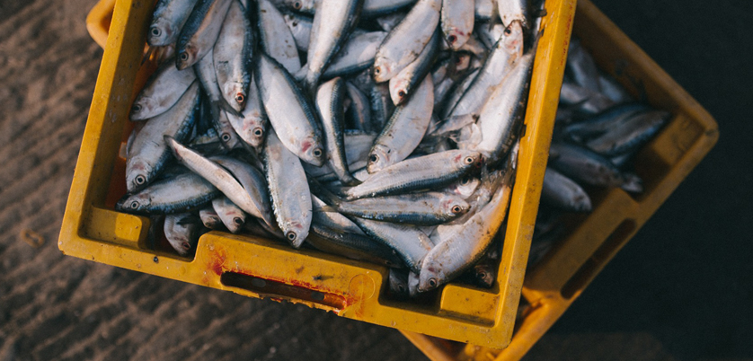 智能石墨消解儀——魚(yú)肉樣品的硝酸消解方案